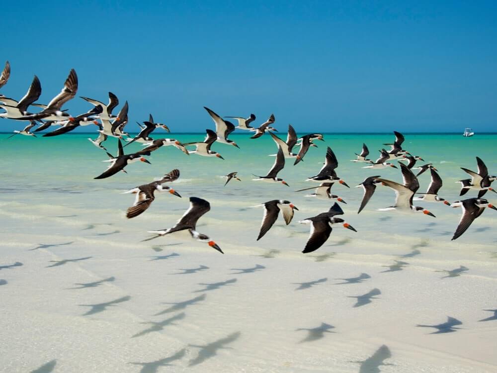 Holbox Day Tour Experience 