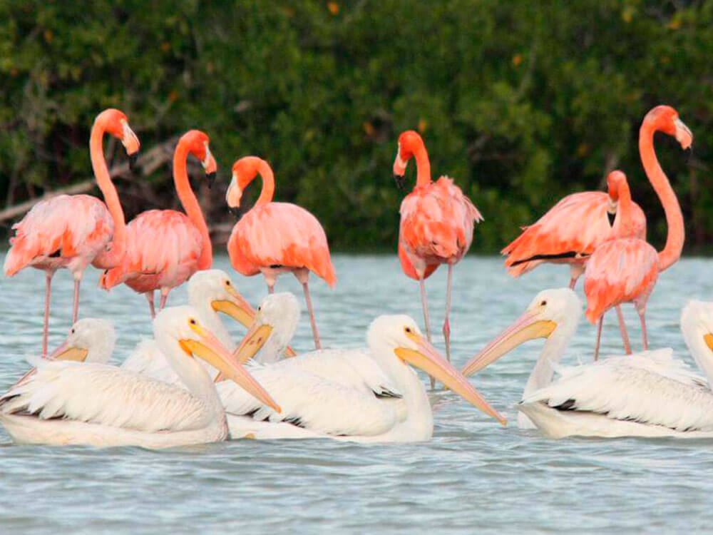 Las Coloradas one day experience