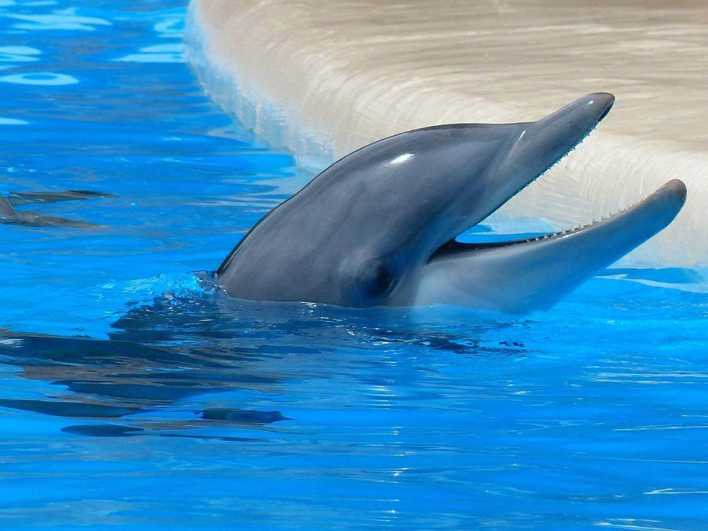 Swim with dolphins at isla Mujeres