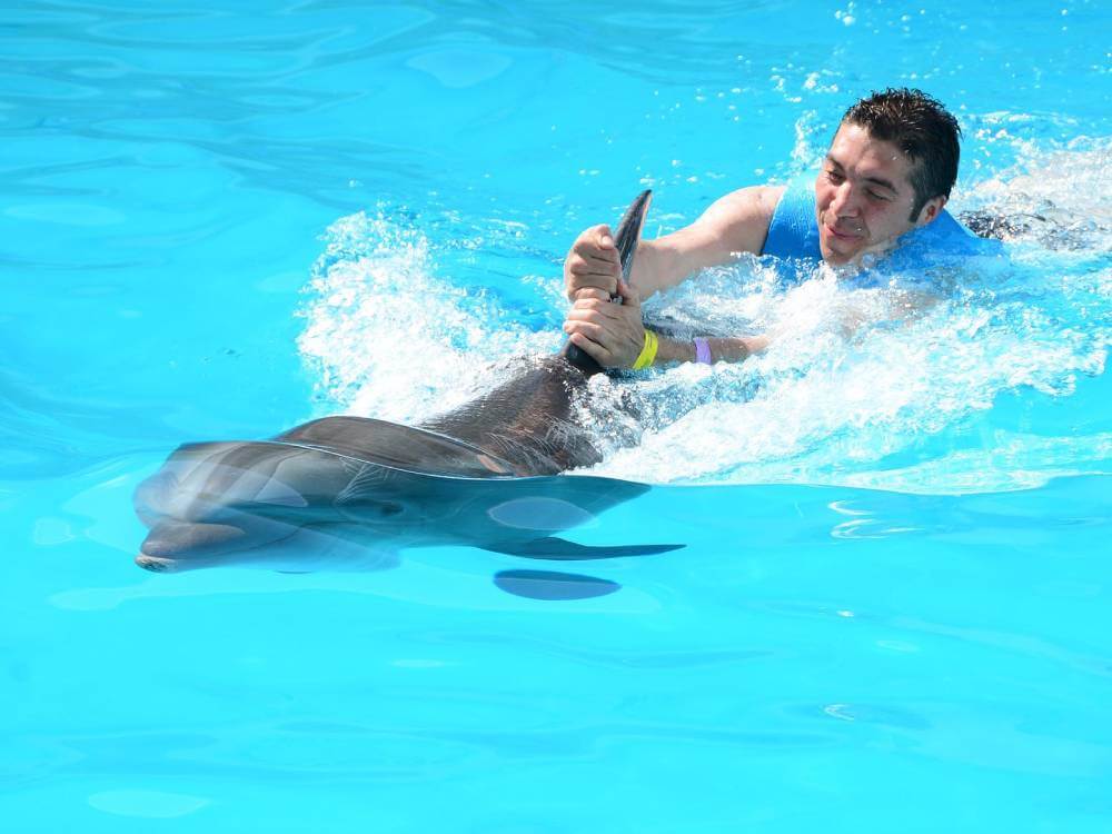 Swim with dolphins at isla Mujeres