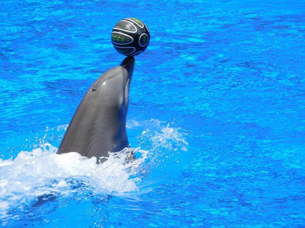 Swim with dolphins at isla Mujeres