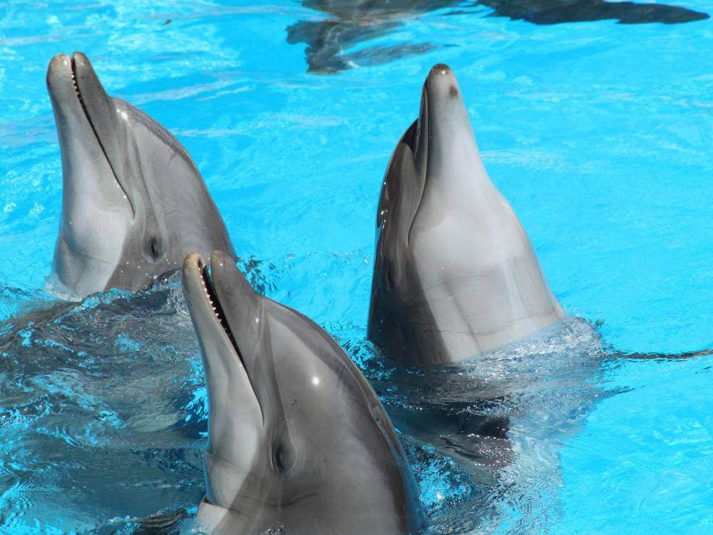 Swim with dolphins at isla Mujeres